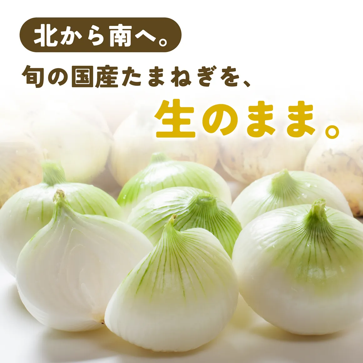 北から南へ。旬の国産玉ねぎを生のまま